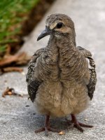 Dove5.jpg