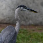 BlueHeron.jpg