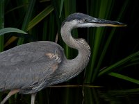 BlueHeron5.jpg