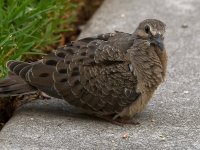 Dove3.jpg