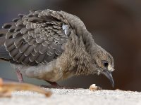 Dove8.jpg