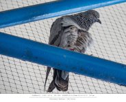 dove-2.jpg