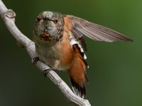 Hummer10.jpg