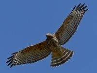 Hawk4.jpg