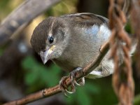 Sparrow2.jpg