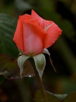 Rose2.jpg