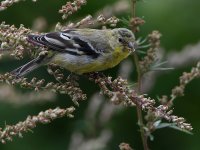 Goldfinch.jpg