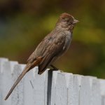 Towhee.jpg