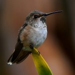 Hummer6.jpg