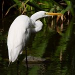 Egret.jpg
