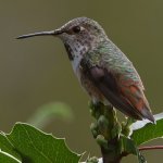 Hummer3.jpg