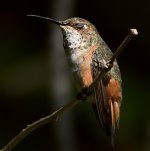Hummer6.jpg