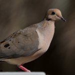 Pigeon3.jpg