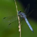 DragonFly3.jpg