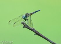 _NIK0840 low res.jpg