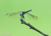 _NIK0850 remove branches low res.jpg