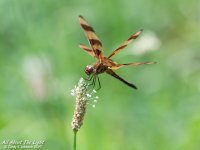 _NIK0874 low res.jpg