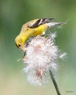 GoldfinchThistle-400.jpg