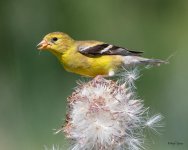 GoldfinchThistle-404.jpg