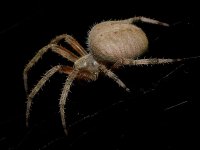 Spider4.jpg