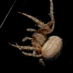 Spider5.jpg