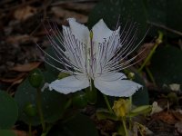 WhiteFlower.jpg