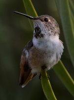 Hummer12.jpg