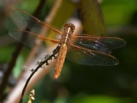 DragonFly2.jpg