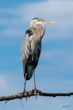 GBH-456.jpg