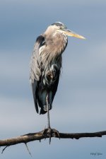 GBH-457.jpg