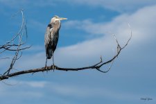 GBH-460.jpg