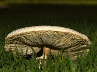 Shroom2.jpg