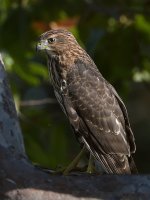 Hawk3.jpg