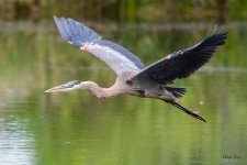 GBHFlight-451.jpg