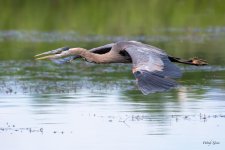 GBHFlight-452.jpg