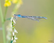 Damselfly-415.jpg