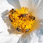 Bees-411.jpg