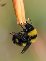 Bee5.jpg