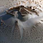 Shroom.jpg