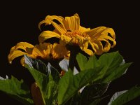 SunFlower.jpg