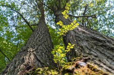 Tree Small 2.jpg