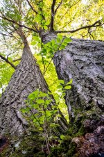Tree Small 1.jpg