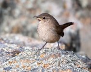 HouseWren-420.jpg