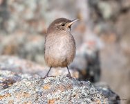 HouseWren-421.jpg