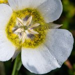 MariposaLily-400.jpg