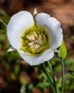 MariposaLily-401.jpg