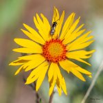 BugFlower-400.jpg