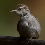 Wren2.jpg