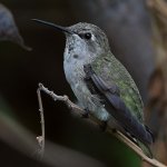 Hummer4.jpg
