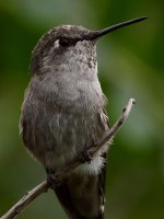 Hummer12.jpg